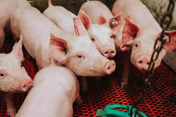 Group of pigs huddled together